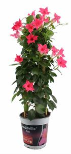 Bild von KP19 Sundaville Tower Roze Cream